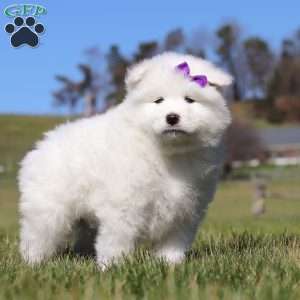 Sara, Samoyed Puppy